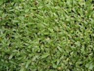 Césped Siempre Verde