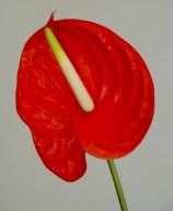 Anthurium