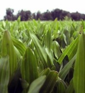 Césped Siempre Verde
