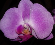 Orquidea