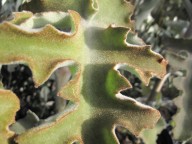 Kalanchoe beharensis