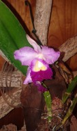 Orquidea