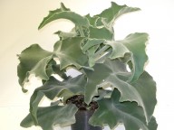 Kalanchoe beharensis